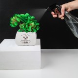 家用锥形按压式喷壶园艺浇花神器室内清洁喷雾瓶多功能气压喷雾器